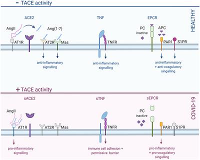 Stabilizing Cellular Barriers: Raising the Shields Against COVID-19